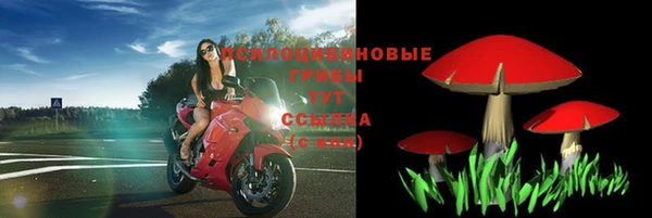 стаф Аркадак