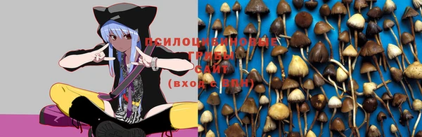 стаф Аркадак